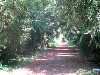 Bois de Buis Sciez sur Leman